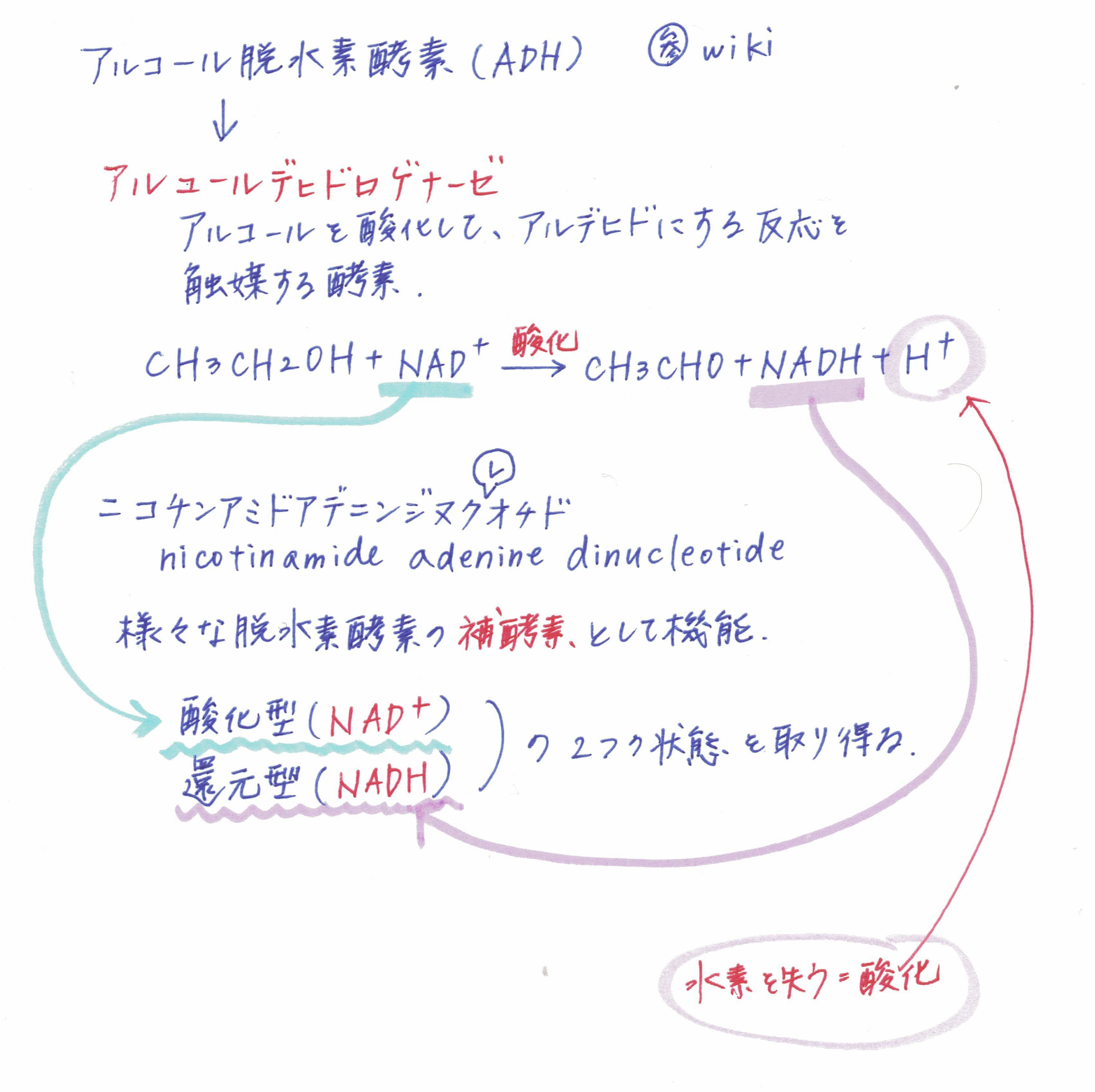 アルコール脱水素酵素（ADH）