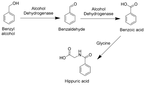 Benzyl_Alcohol_Metabolism_Scheme