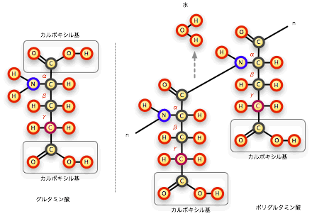 グルタミン酸とポリグルタミン酸.gif