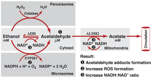 Oxidative Pathways (CYP2E1)