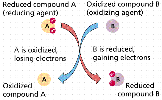 REACTIONS AND ENZYMES_1