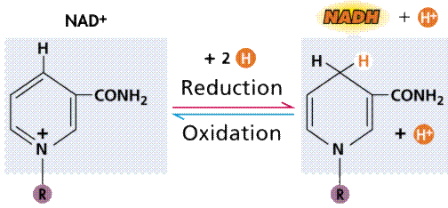 REACTIONS AND ENZYMES_3
