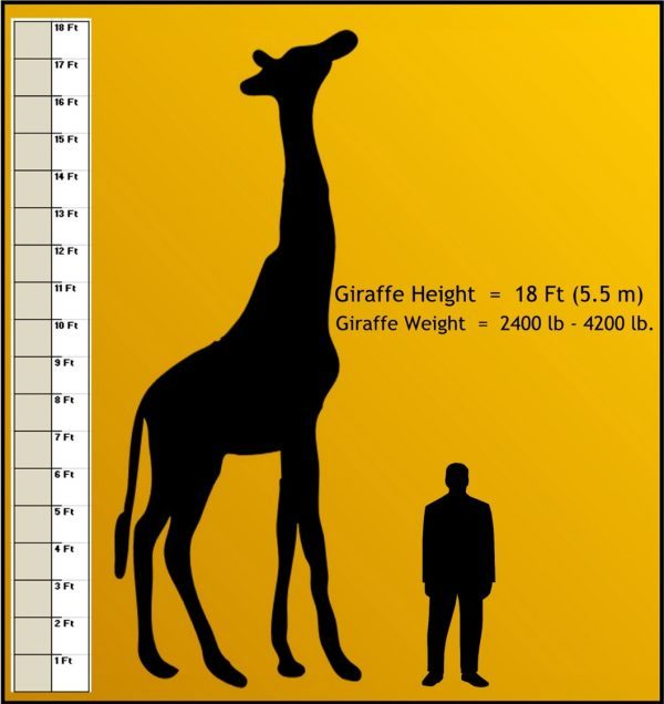 how-tall-is-a-Giraffe-e1521352760478.jpg